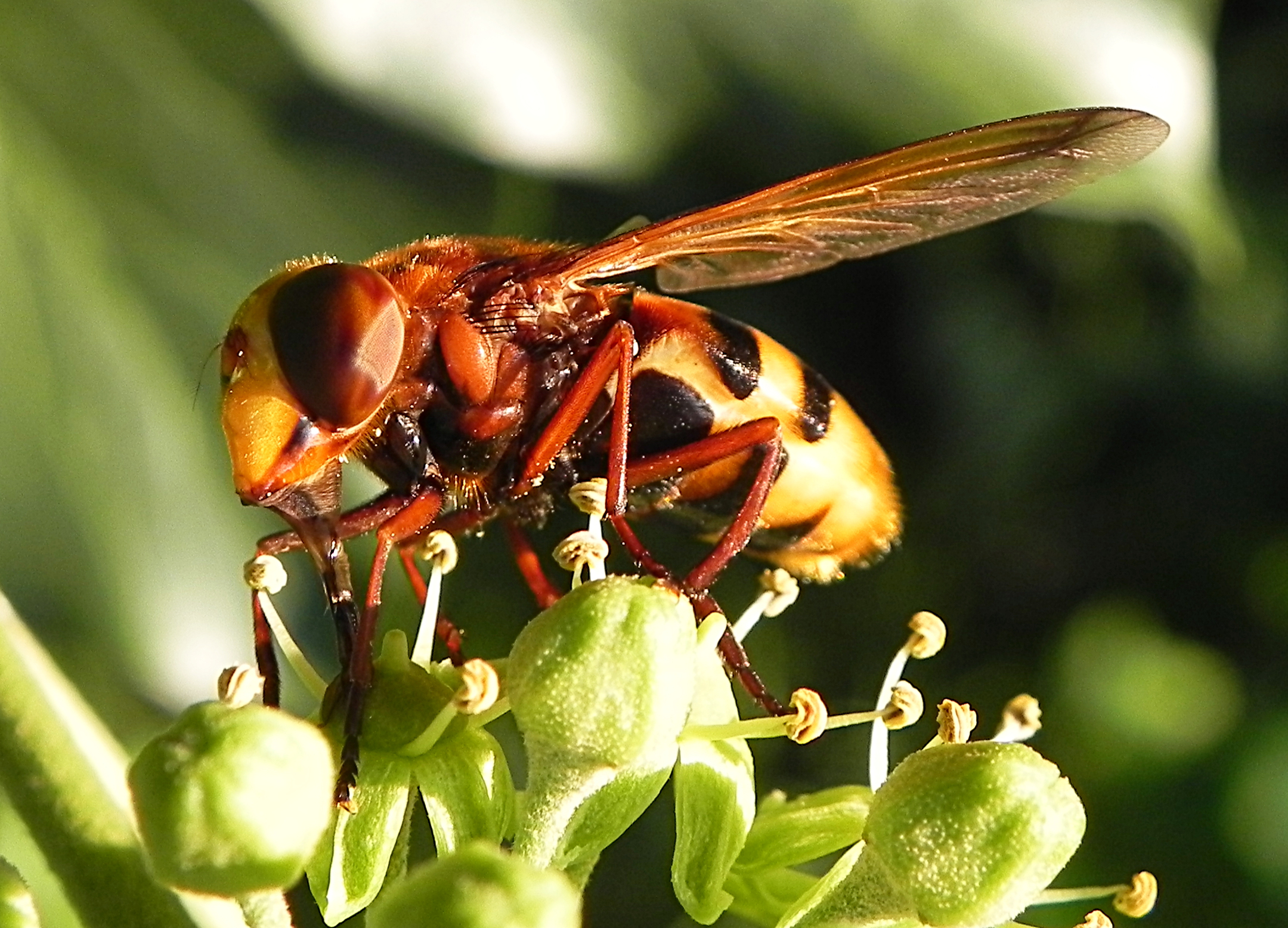 Fam. Syrphidae, Italia, Brescia, 23 Aug 2014. Provided by Paolo to children for didactics, but not shot with them.